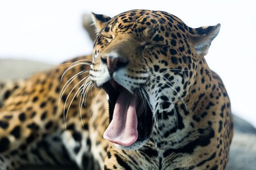 Quelle est la plus belle langue du monde&nbsp;?