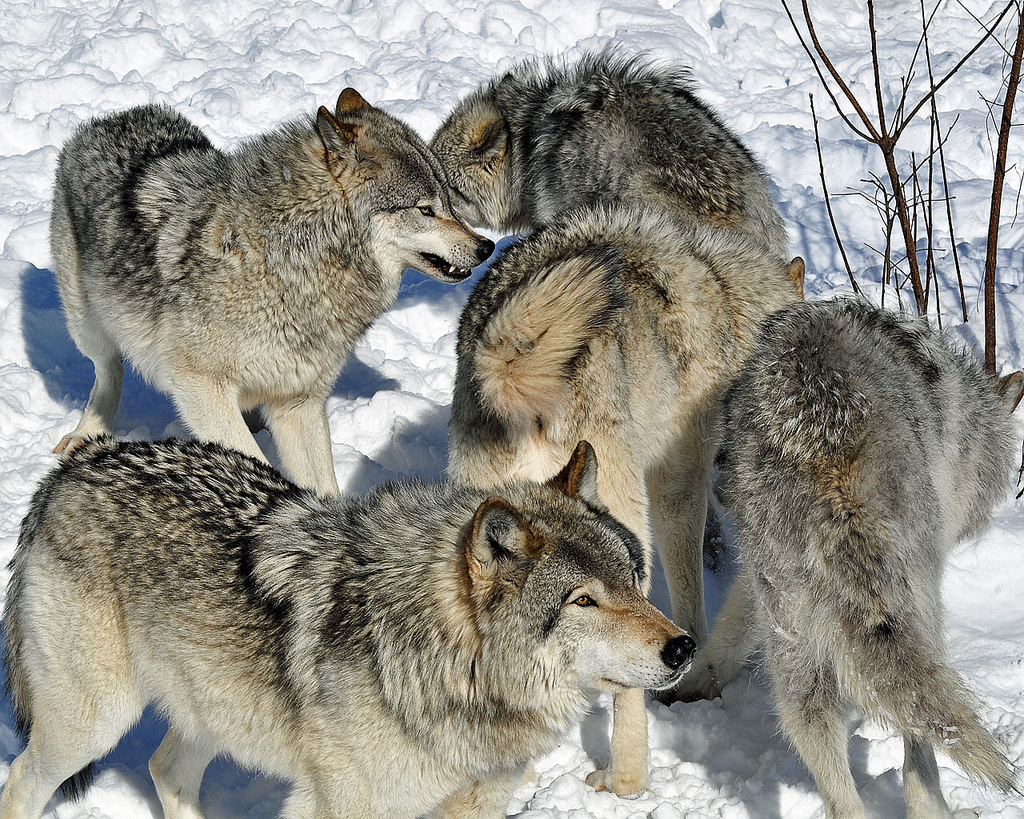 Apprendre/réviser en meute les langues&nbsp;étrangères