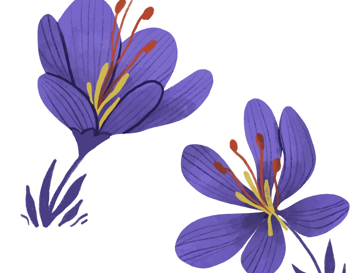 L&rsquo;ukrainien avec Barvinok